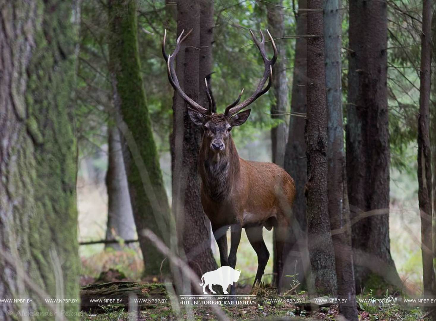 В Беларусь (Минск - Брест - Беловежская пуща - Каменец - Кобрин - Хатынь) фото